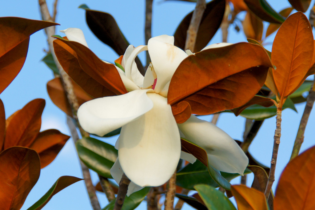 Magnolia blossom by danette