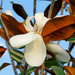 Magnolia blossom by danette