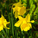Three Daffodils by elisasaeter