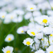 some little daisies #310 by ricaa