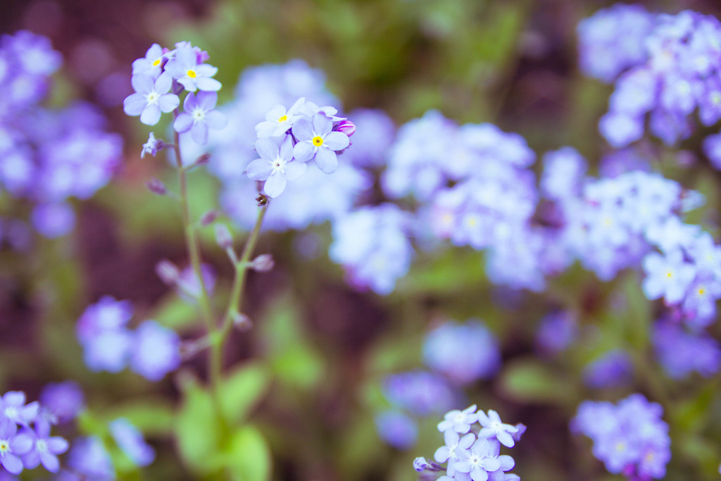 forget-me-not #313 by ricaa