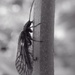 Insect by mattjcuk