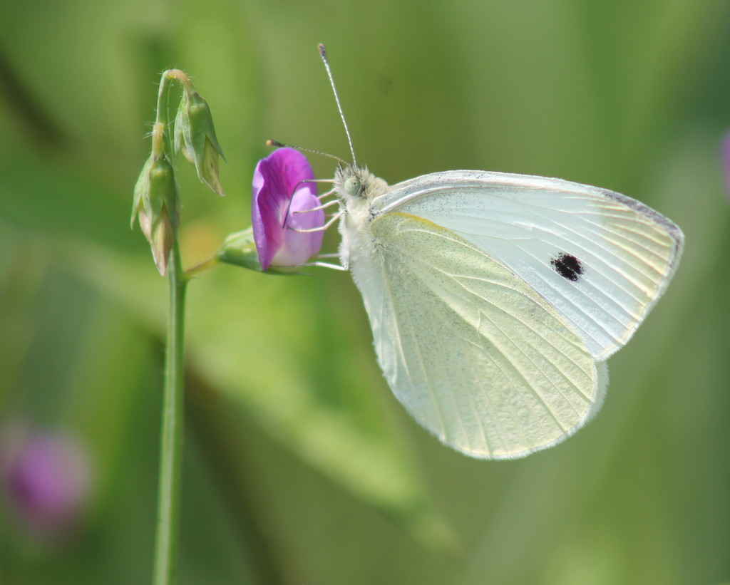 Cabbage White by cjwhite