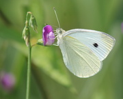 12th May 2016 - Cabbage White