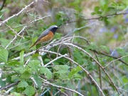 12th May 2016 -  Redstart - first this year!