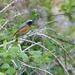  Redstart - first this year! by susiemc
