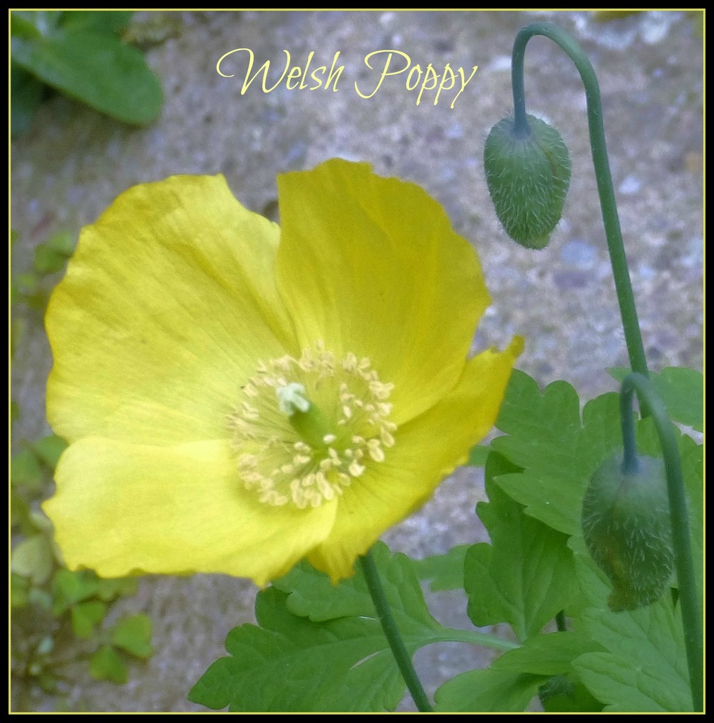Welsh Poppy  by beryl