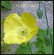 13th May 2016 - Welsh Poppy 