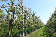 12th May 2016 - Blooming apple orchard 