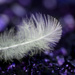 Feather macro by dianen