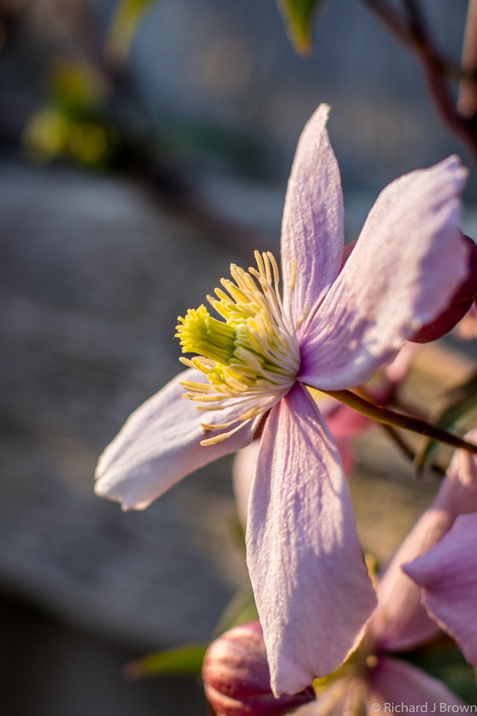 Clematis flower lit by the Sun  by rjb71