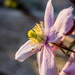 Clematis flower lit by the Sun  by rjb71