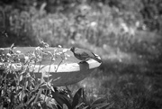 12th May 2016 - Robin in Black and White 