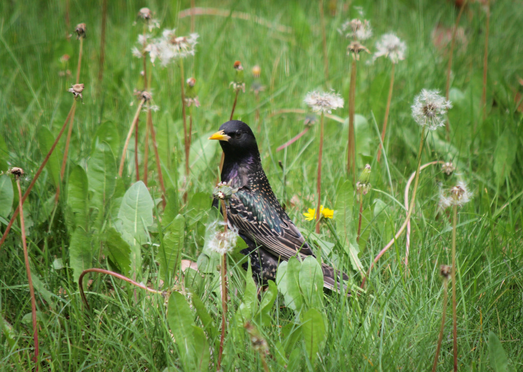 Starling  by mzzhope