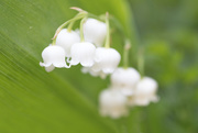 12th May 2016 - Lily of the valley
