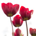 Tulips by callymazoo