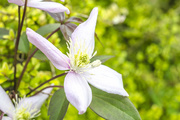 12th May 2016 - Clematis 