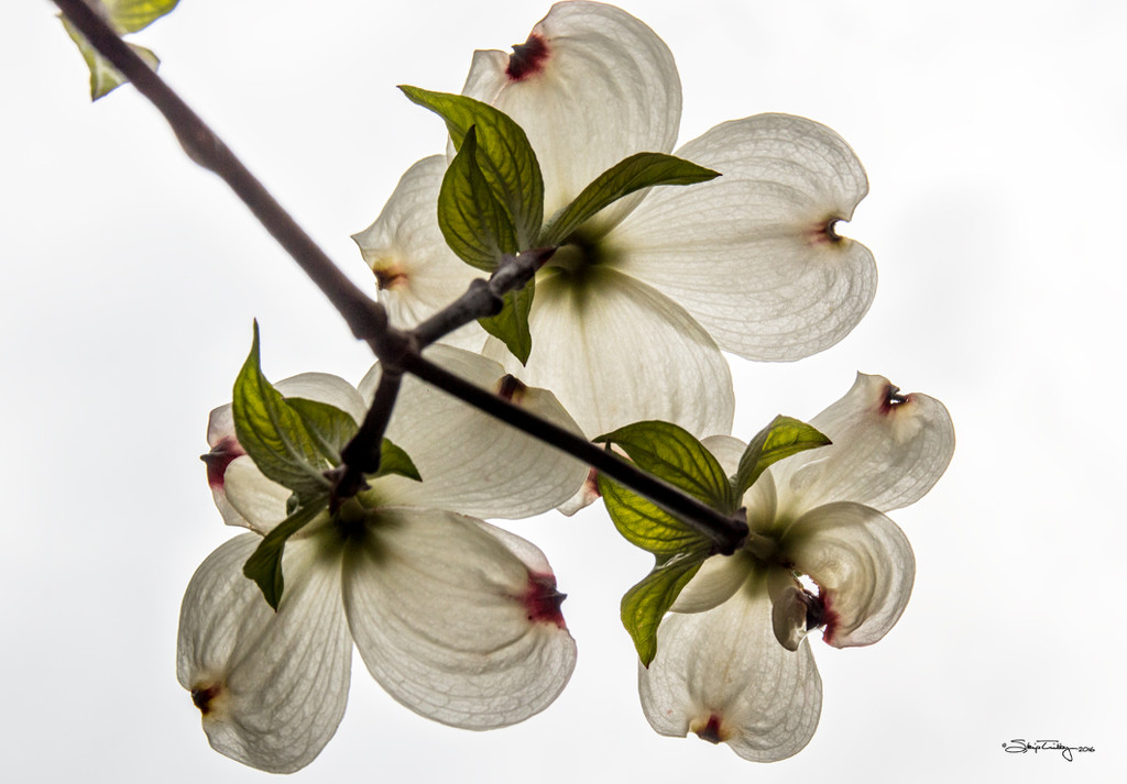 Dogwood Blossoms by skipt07