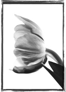 11th May 2016 - tulip profile