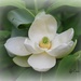 Sweet Bay Magnolia by essiesue
