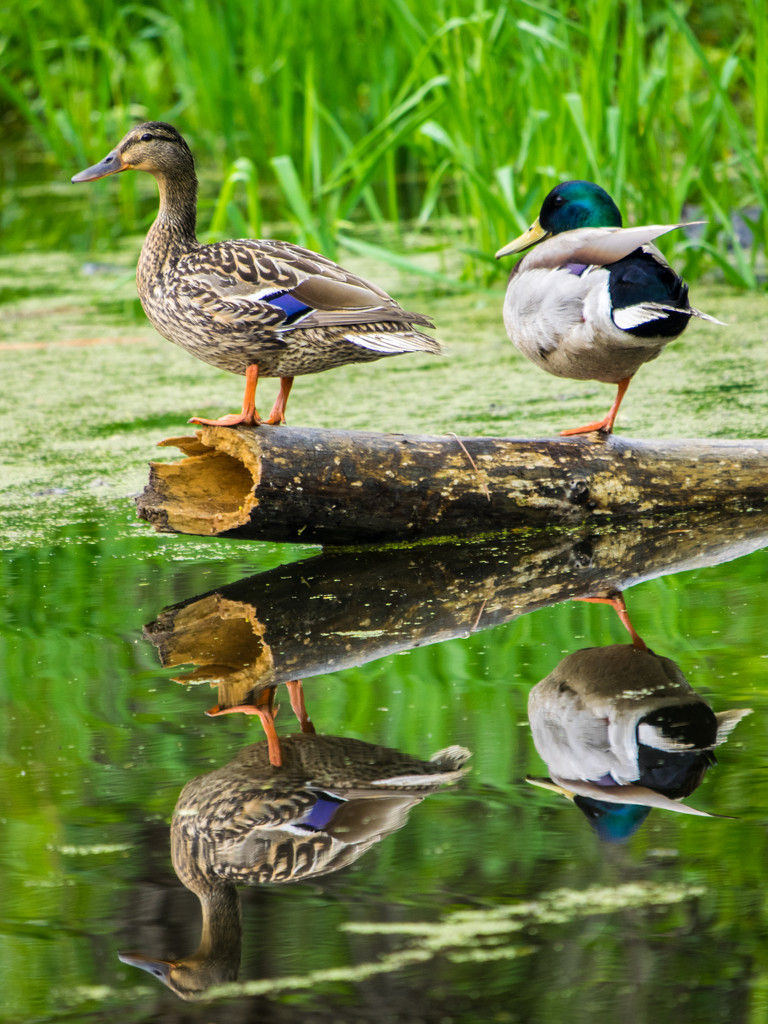 Two Mallards with Reflection by rminer