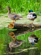 12th May 2016 - Two Mallards with Reflection