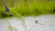 11th May 2016 - Tree Swallows in Love