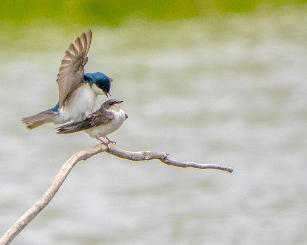 Tree Swallows in Love Together by rminer