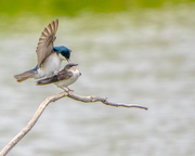 11th May 2016 - Tree Swallows in Love Together