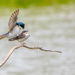Tree Swallows in Love Together by rminer