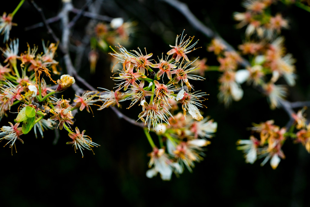 Flowering Tree by rminer