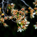 Flowering Tree by rminer