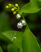 4th May 2016 - Lily of the Valley