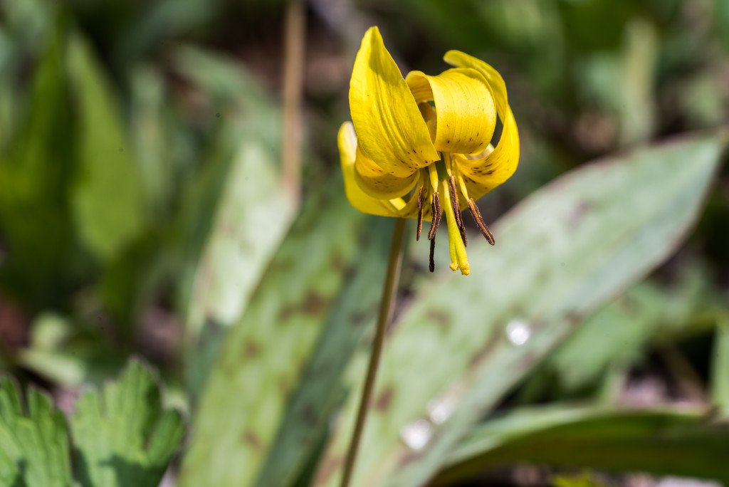 Yellow Trout Lily by rminer