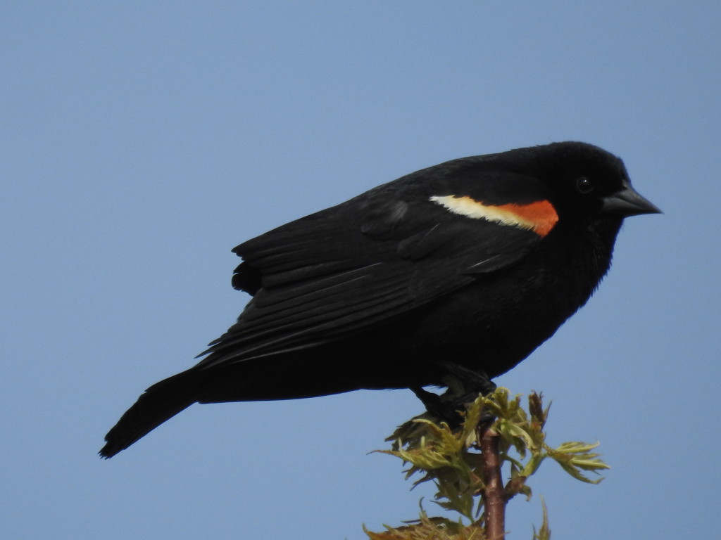 red winged blackbird by amyk
