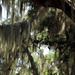 Spanish Moss by lsquared