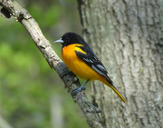 13th May 2016 - Baltimore Oriole