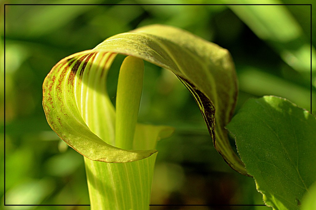 Jack in the Pulpit at Sundown by olivetreeann