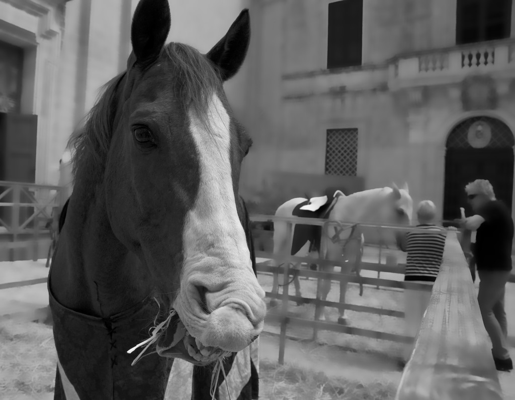 MEDIEVAL MDINA – HORSE TALK by sangwann