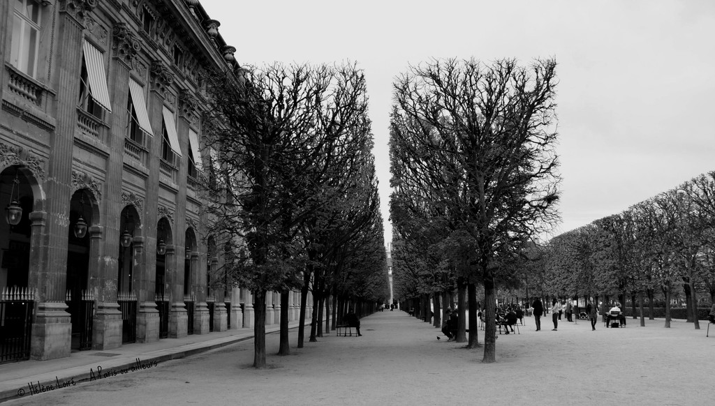 Palais Royal garden by parisouailleurs