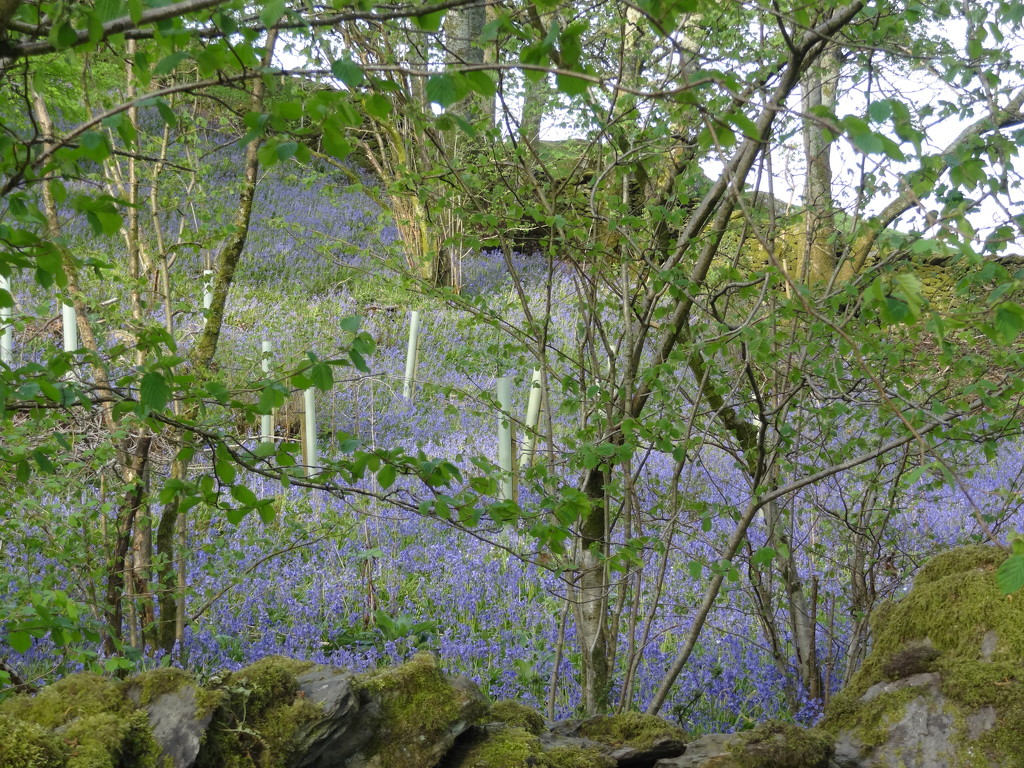 Bluebell wood in the morning by anniesue