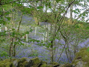 12th May 2016 - Bluebell wood in the morning