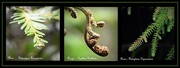 13th May 2016 - New Zealand Native Tree Triptych ...