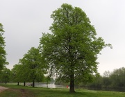 11th May 2016 - Trees by the Trent