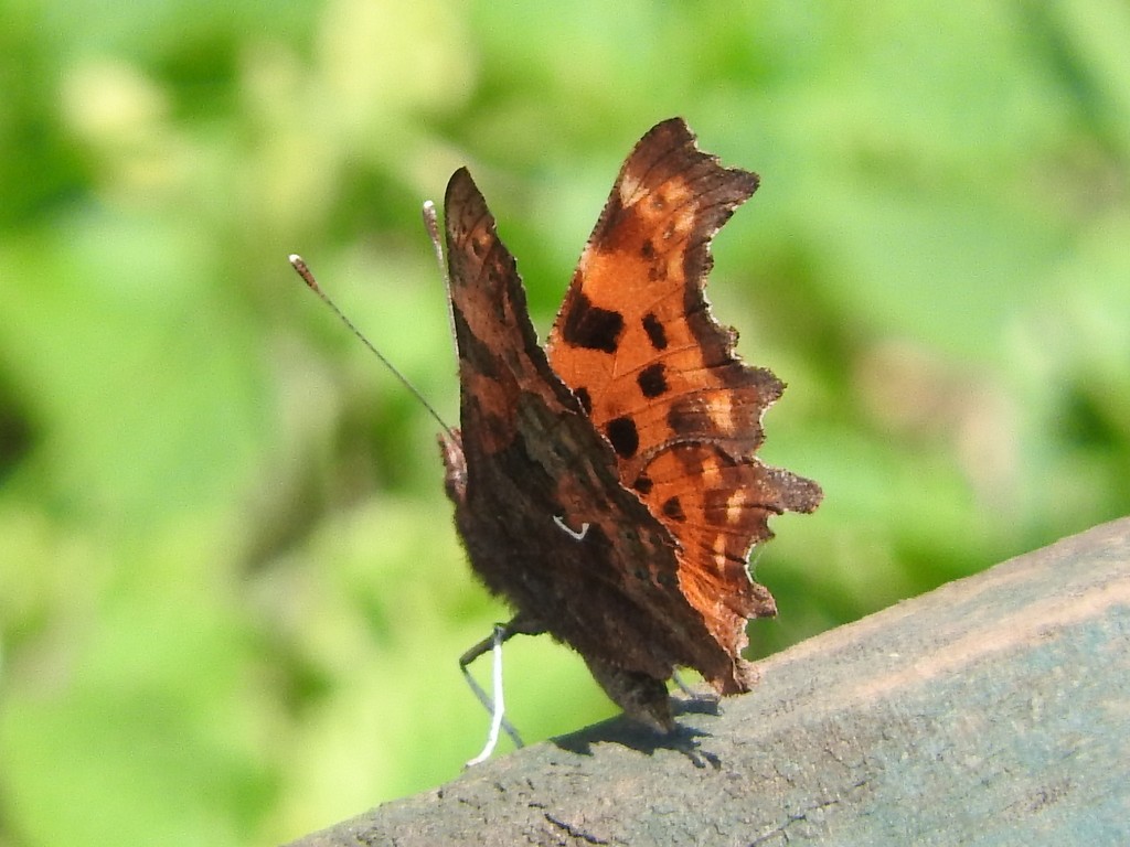 Comma Butterfly by oldjosh