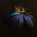 Pukeko Feather by nickspicsnz
