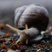  It's a snail kind of day!  by vera365