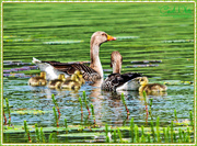 13th May 2016 - Taking The Children For A Swim