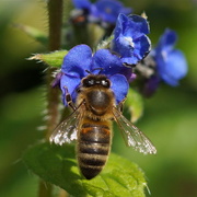 10th May 2016 - BEE N BORAGE TWO
