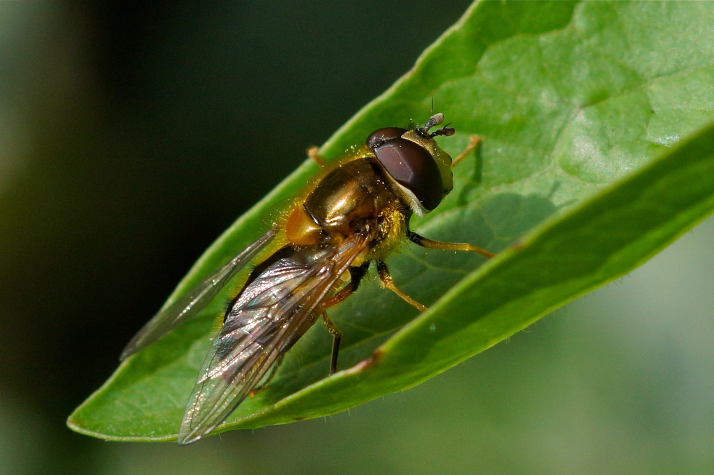 RESTING HOVER-FLY by markp